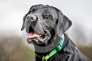 Young Black Labrador side face portrait tongue out