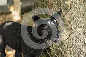 Young black lamb bleating on a farm near fence