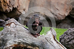 Young black mankey chimpanzee sitting on a large tree