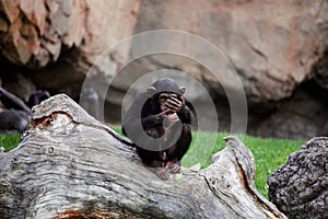 Young black mankey chimpanzee sitting on a large tree