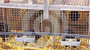 Young black mink is in a cage. European mink, Mustela lutreola, looking through the grid of his cage.