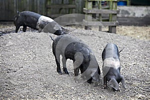 Young black pigs
