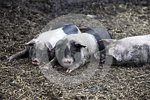 Young black pigs