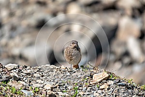 A young black redstart - Phoenicurus ochruros sits on stones