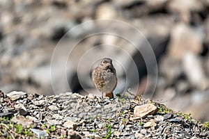 A young black redstart - Phoenicurus ochruros sits on stones photo