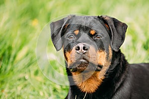 Young Black Rottweiler Metzgerhund Puppy Dog Play In Green Grass