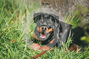 Young Black Rottweiler Metzgerhund Puppy Dog Play In Green Grass