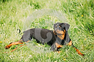 Young Black Rottweiler Metzgerhund Puppy Dog Play In Green Grass