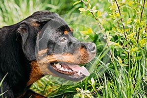 Young Black Rottweiler Metzgerhund Puppy Dog Play In Green Grass