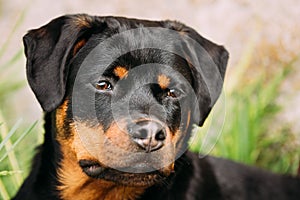 Young Black Rottweiler Metzgerhund Puppy Dog Play In Green Grass