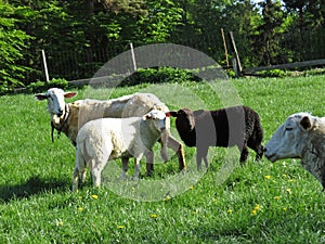 Young Black Sheep Standing between White Sheep on Green Grass and Looking at Us