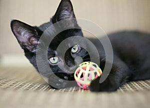 A young black shorthair kitten playing with a toy