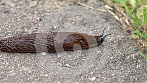 Young Black Slug Arion ater crawling on the asphalt