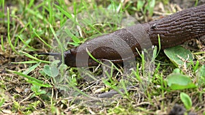 Young Black Slug Arion ater creeping among green grass blades