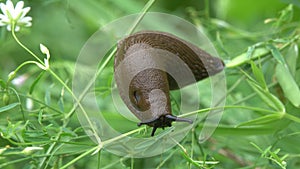 Young Black Slug Arion ater creeping on green plants