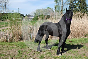 Young black stallion in front of grass