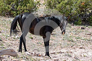 Young black stallion wild horse on mineral lick hill in the western USA