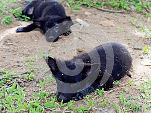 Young black stray dog or puppy lying on the ground with its brother on the background