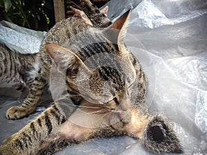 Young Black Striped Cat Is Licking His Genitals In Yard