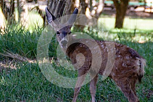 Young Black Tailed Deer Fawn Closeup