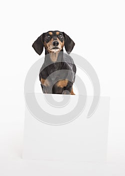 Young black and tan dachshund looks up from blank sign isolated in the studio on white