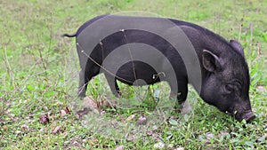 Young black Vietnamese breed pig eating green grass