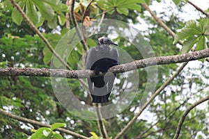 A young black vulture (Coragyps atratus) resting on a tree branch, TeresÃ³polis, Rio de Janeiro, South America, Brazil photo