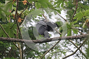 A young black vulture (Coragyps atratus) resting on a tree branch, TeresÃ³polis, Rio de Janeiro, South America, Brazil photo