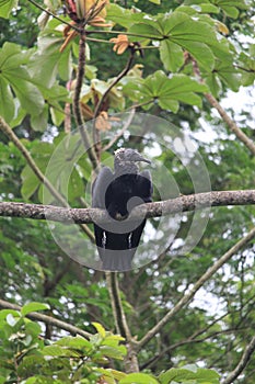 A young black vulture (Coragyps atratus) resting on a tree, TeresÃ³polis, Rio de Janeiro, South America, Brazil photo