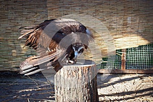 Young black vulture sit on a stump