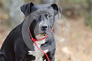 Young black and white American Pitbull Terrier mixed breed dog sitting