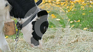 Young black and white bull calf grazing in the autumn meadow against the background of beautiful fallen yellow leaves in