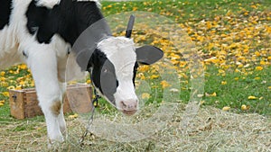 Young black and white bull calf grazing in the autumn meadow against the background of beautiful fallen yellow leaves in