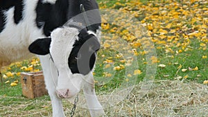 Young black and white bull calf grazing in the autumn meadow against the background of beautiful fallen yellow leaves in