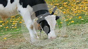 Young black and white bull calf grazing in the autumn meadow against the background of beautiful fallen yellow leaves in