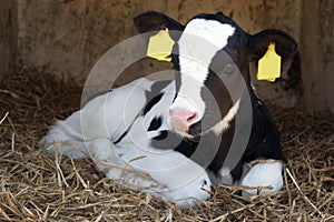 Young black and white calf lies in straw and looks alert