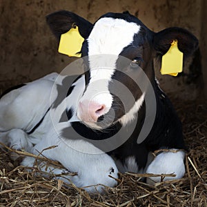 Young black and white calf lies in straw and looks alert