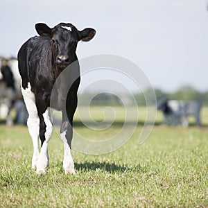 Young black and white calf stands in meadow and stares curiously into camera