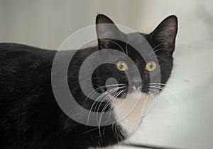 Black with white cat with yellow eyes