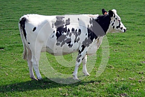 Young black and white clean cow in a farmland, England