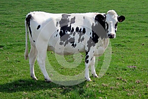 Young black and white clean cow in a farmland, England