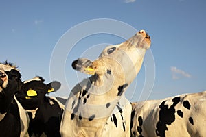 Young black and white cow does moo, head uplifted