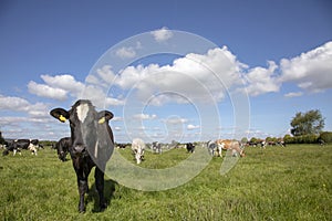 Young black and white cow walking forwards in a green pasture with a herd of cows in the background and a blue sky with clouds