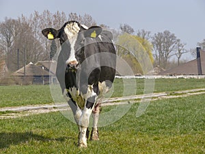 Young black and white cow walking in pasture with a farm and haystack in the background