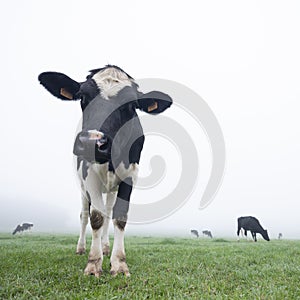 Young black and white cows in green misty meadow