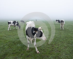 Young black and white cows in green misty meadow