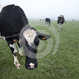 Young black and white cows in green misty meadow