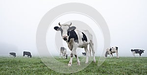 Young black and white cows in green misty meadow