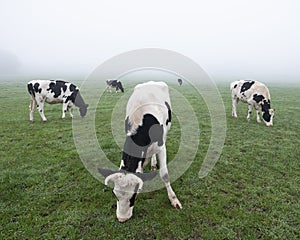 Young black and white cows in green misty meadow