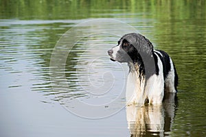 Young black and white dog standing in the river